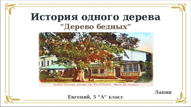 История одного дерева  “Дерево бедных”  Лапин Евгений, 5 ”А” класс 