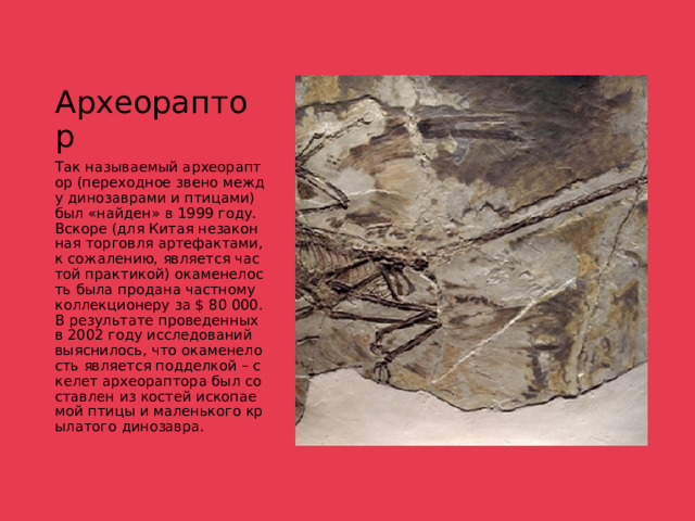 Археораптор Так называемый археораптор (переходное звено между динозаврами и птицами) был «найден» в 1999 году. Вскоре (для Китая незаконная торговля артефактами, к сожалению, является частой практикой) окаменелость была продана частному коллекционеру за $ 80 000. В результате проведенных в 2002 году исследований выяснилось, что окаменелость является подделкой – скелет археораптора был составлен из костей ископаемой птицы и маленького крылатого динозавра. 