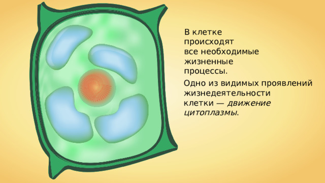 В клетке происходят все необходимые жизненные процессы. Одно из видимых проявлений жизнедеятельности клетки — движение цитоплазмы . 