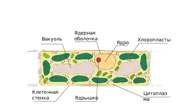 Ядерная оболочка Вакуоль Хлоропласты Ядро Клеточная стенка Цитоплазма Ядрышко 