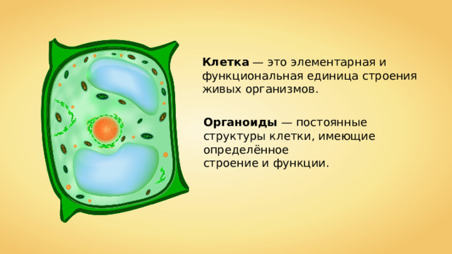 Клетка — это элементарная и функциональная единица строения живых организмов. Органоиды — постоянные структуры клетки, имеющие определённое строение и функции. 