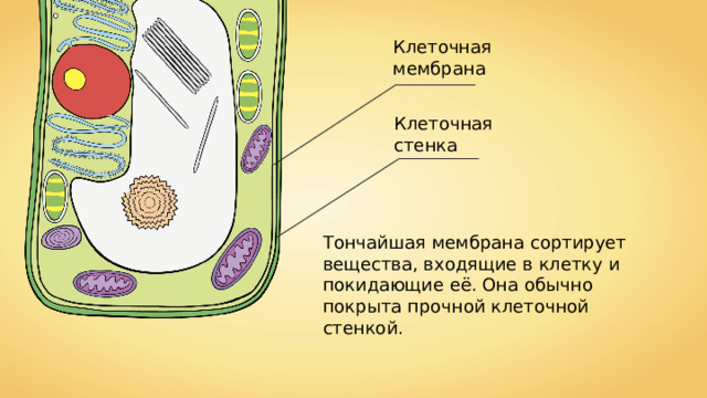Клеточная мембрана Клеточная стенка Тончайшая мембрана сортирует вещества, входящие в клетку и покидающие её. Она обычно покрыта прочной клеточной стенкой. 