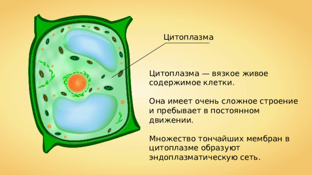 Цитоплазма Цитоплазма — вязкое живое содержимое клетки. Она имеет очень сложное строение и пребывает в постоянном движении. Множество тончайших мембран в цитоплазме образуют эндоплазматическую сеть. 