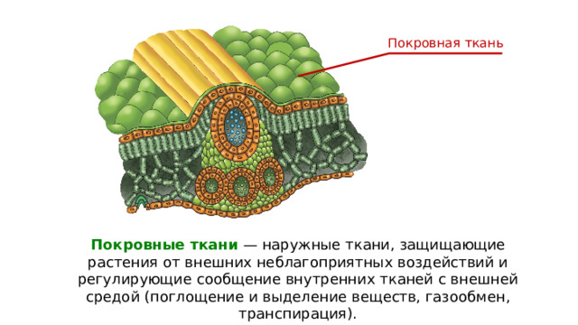 Покровная ткань Покровные ткани — наружные ткани, защищающие растения от внешних неблагоприятных воздействий и регулирующие сообщение внутренних тканей с внешней средой (поглощение и выделение веществ, газообмен, транспирация). 