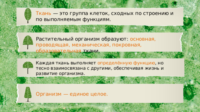 Ткань  — это группа клеток, сходных по строению и по выполняемым функциям. Растительный организм образуют: основная, проводящая, механическая, покровная, образовательная ткани. Каждая ткань выполняет определённую функцию , но тесно взаимосвязана с другими, обеспечивая жизнь и развитие организма. Организм — единое целое. 