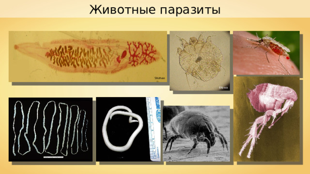 Животные паразиты Shizhao Ellywa 