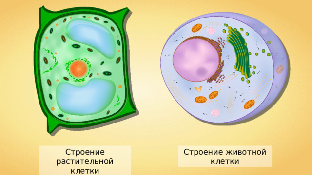 Строение животной клетки Строение растительной клетки 
