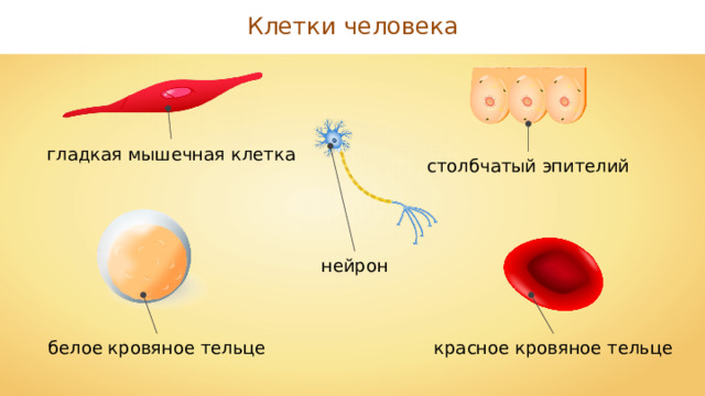 Клетки человека гладкая мышечная клетка столбчатый эпителий нейрон белое кровяное тельце красное кровяное тельце 