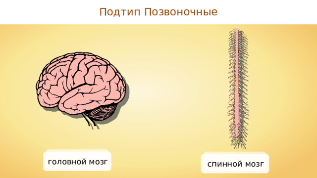 Подтип Позвоночные головной мозг спинной мозг 