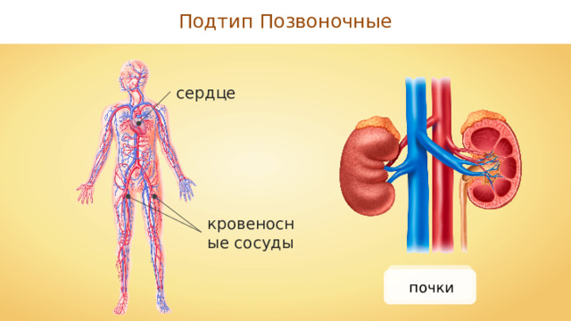 Подтип Позвоночные сердце кровеносные сосуды почки 