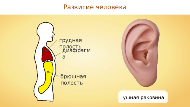 Развитие человека грудная полость диафрагма брюшная полость ушная раковина 