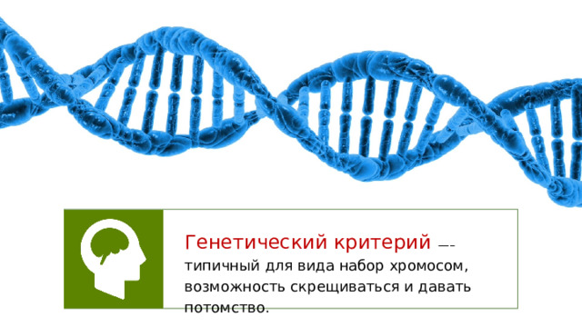 Генетический критерий —– типичный для вида набор хромосом, возможность скрещиваться и давать потомство. 