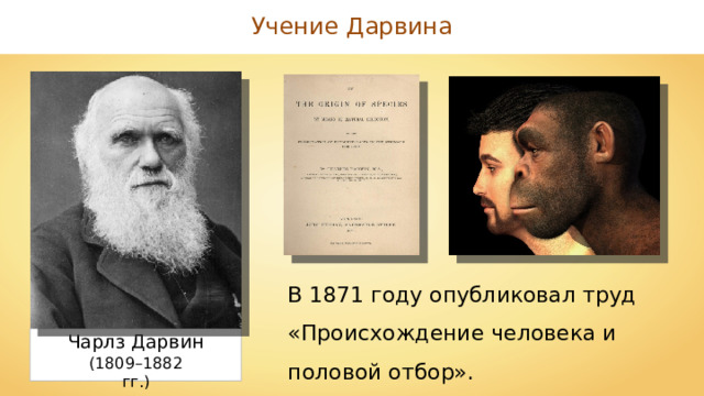 Учение Дарвина В 1871 году опубликовал труд «Происхождение человека и половой отбор». Чарлз Дарвин ( 1809 – 1882 гг.) 