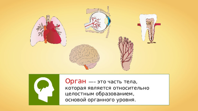 Орган —– это часть тела, которая является относительно целостным образованием, основой органного уровня. 