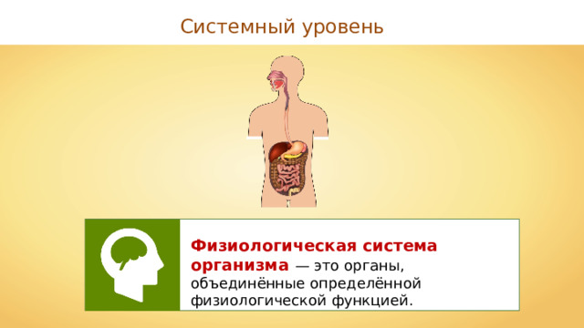 Системный уровень Физиологическая система организма — это органы, объединённые определённой физиологической функцией. 