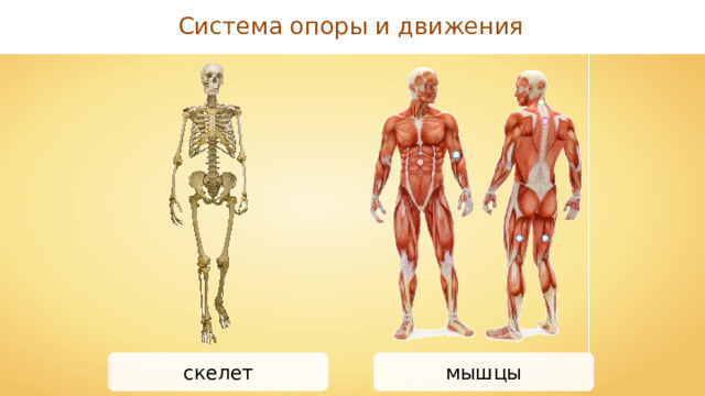 Система опоры и движения скелет мышцы 