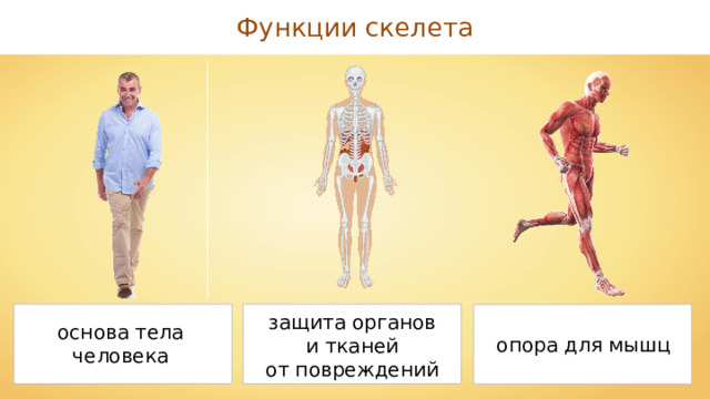 Функции скелета защита органов и тканей от повреждений основа тела человека опора для мышц 