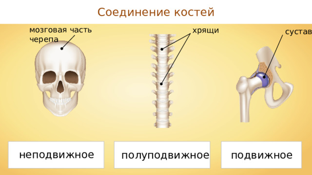 Соединение костей мозговая часть черепа хрящи сустав неподвижное полуподвижное подвижное 