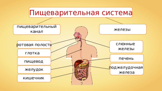Пищеварительная система железы пищеварительный канал слюнные железы ротовая полость глотка печень пищевод поджелудочная железа желудок кишечник 
