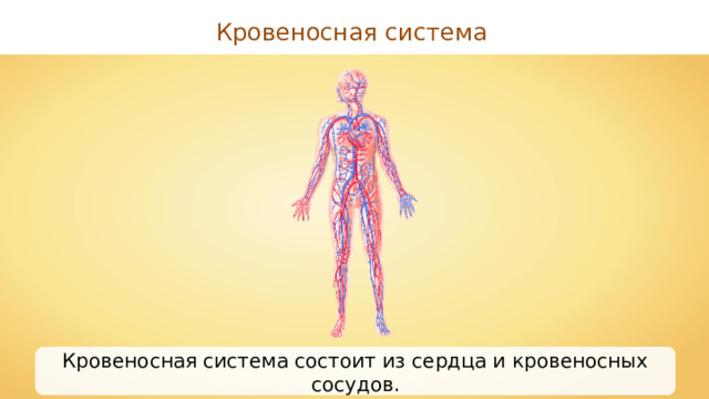 Кровеносная система Кровеносная система состоит из сердца и кровеносных сосудов. 