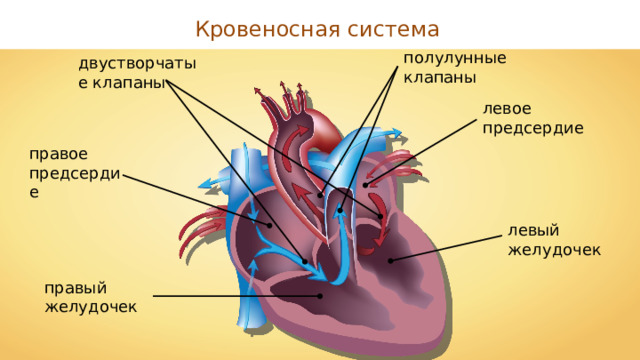 Кровеносная система полулунные клапаны двустворчатые клапаны левое предсердие правое предсердие левый желудочек правый желудочек 