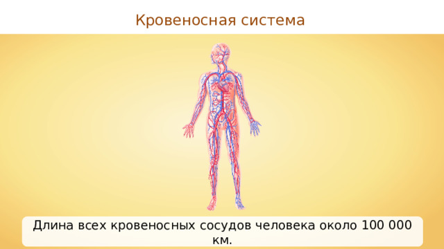 Кровеносная система Длина всех кровеносных сосудов человека около 100 000 км. 29 