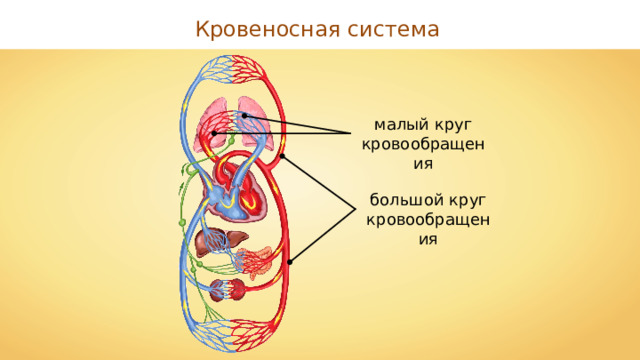Кровеносная система малый круг кровообращения большой круг кровообращения 