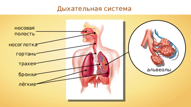 Дыхательная система носовая полость носоглотка гортань трахея альвеолы бронхи лёгкие 