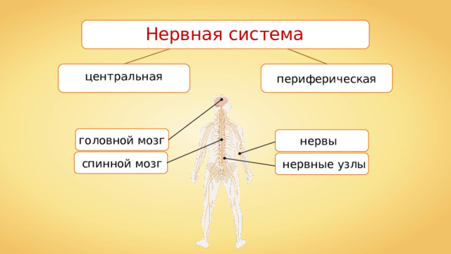 Нервная система центральная периферическая головной мозг нервы спинной мозг нервные узлы 
