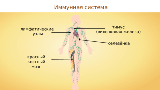 Иммунная система тимус (вилочковая железа) лимфатические узлы селезёнка красный костный мозг 