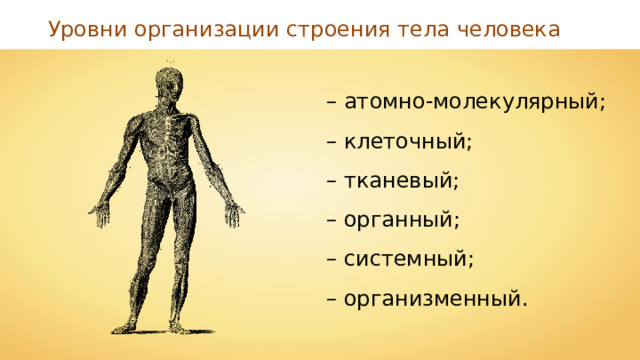 Уровни организации строения тела человека – атомно-молекулярный; – клеточный; – тканевый; – органный; – системный; – организменный. 