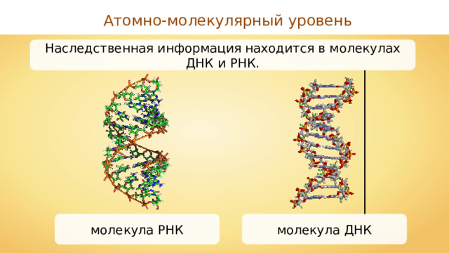 Атомно-молекулярный уровень Наследственная информация находится в молекулах ДНК и РНК. молекула ДНК молекула РНК 