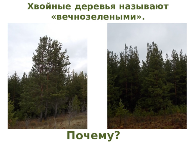 Хвойные деревья называют «вечнозелеными».   Почему? 
