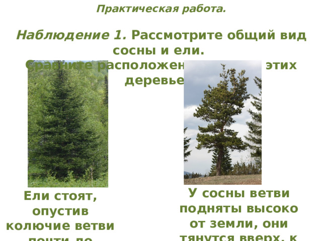 Практическая работа.   Наблюдение 1. Рассмотрите общий вид сосны и ели. Сравните расположение веток у этих деревьев. У сосны ветви подняты высоко от земли, они тянутся вверх, к солнцу. Ели стоят, опустив колючие ветви почти до земли. 