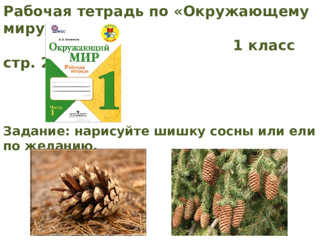 Рабочая тетрадь по «Окружающему миру»  1 класс стр. 20 № 1. Задание: нарисуйте шишку сосны или ели по желанию. 