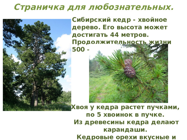 Страничка для любознательных. Сибирский кедр - хвойное дерево. Его высота может достигать 44 метров.  Продолжительность жизни 500 —850 лет Хвоя у кедра растет пучками, по 5 хвоинок в пучке. Из древесины кедра делают карандаши. Кедровые орехи вкусные и очень полезные. 