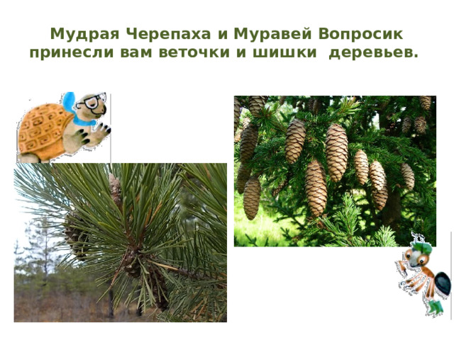 Мудрая Черепаха и Муравей Вопросик принесли вам веточки и шишки деревьев. 
