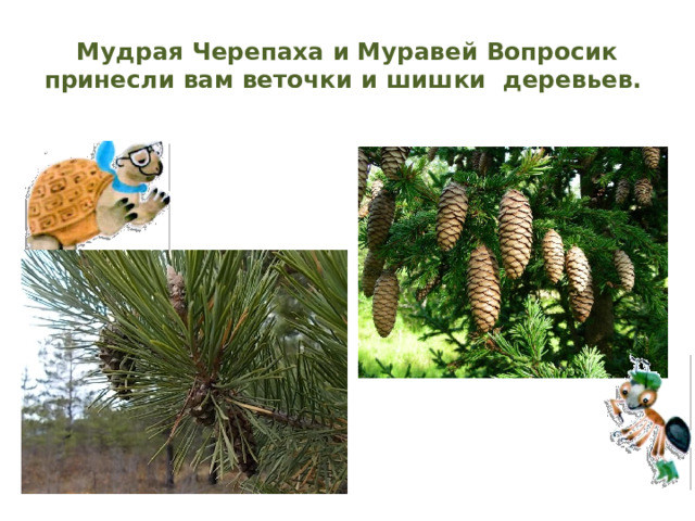 Что такое хвоинки презентация