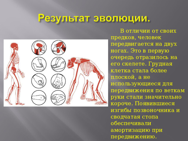 Результаты эволюции. Результат эволюции человека. В результате эволюции появились. Основным результатом эволюции является.