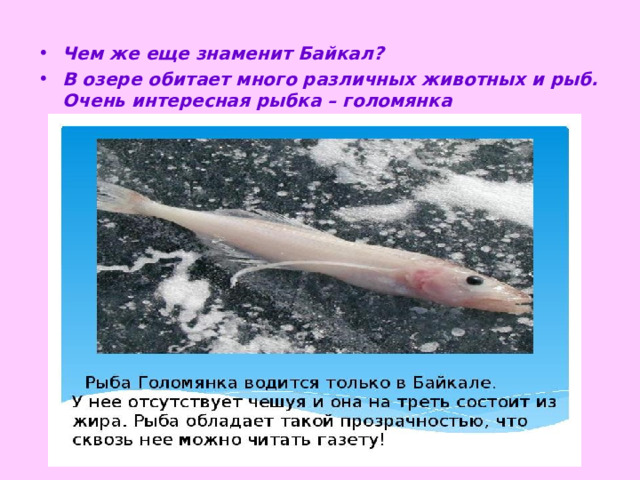 Чем же еще знаменит Байкал? В озере обитает много различных животных и рыб. Очень интересная рыбка – голомянка  