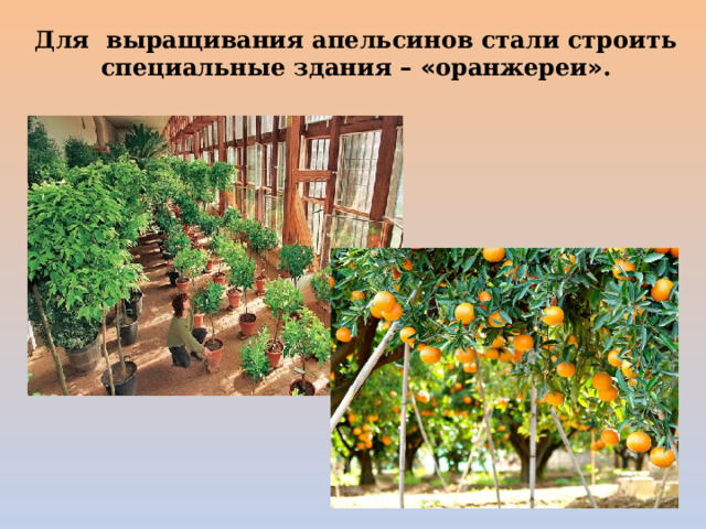 Для выращивания апельсинов стали строить специальные здания –  « оранжереи » . 