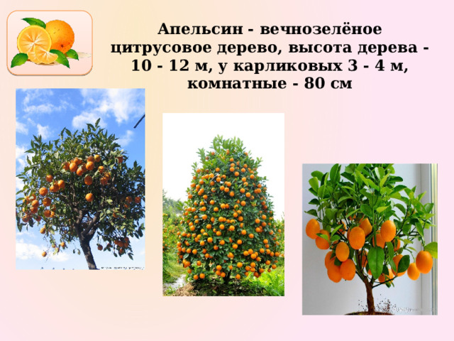 Апельсин - вечнозелёное цитрусовое дерево, высота дерева - 10 - 12 м, у карликовых 3 - 4 м, комнатные - 80 см 