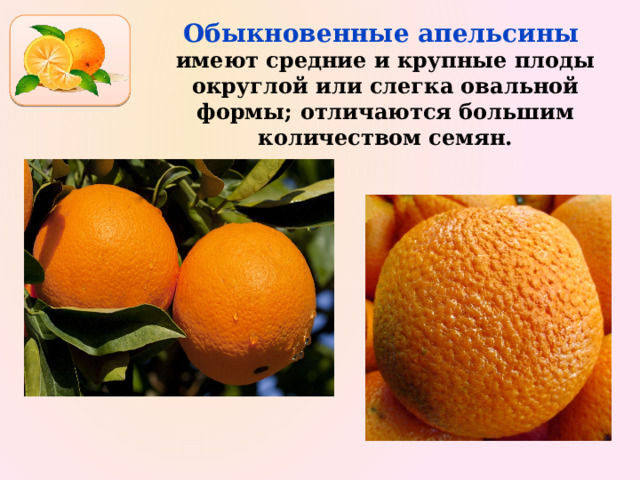 Обыкновенные апельсины  имеют средние и крупные плоды округлой или слегка овальной формы; отличаются большим количеством семян. 