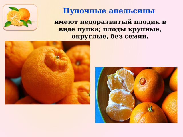 Пупочные апельсины   имеют недоразвитый плодик в виде пупка; плоды крупные, округлые, без семян. 