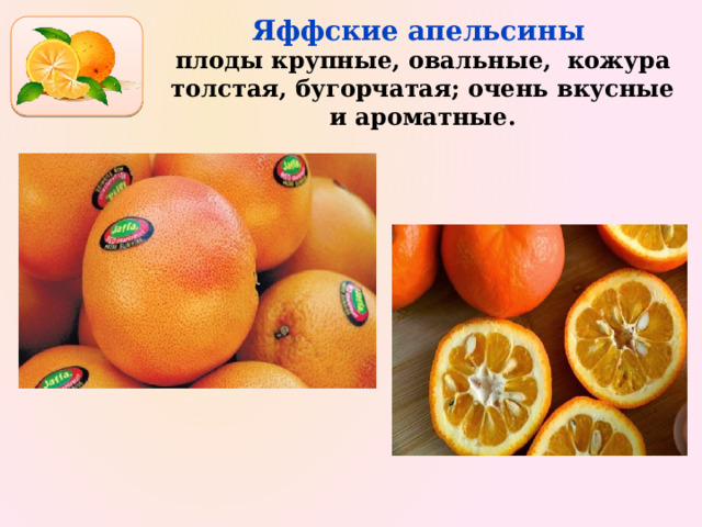 Яффские апельсины  плоды крупные, овальные, кожура толстая, бугорчатая; очень вкусные и ароматные. 