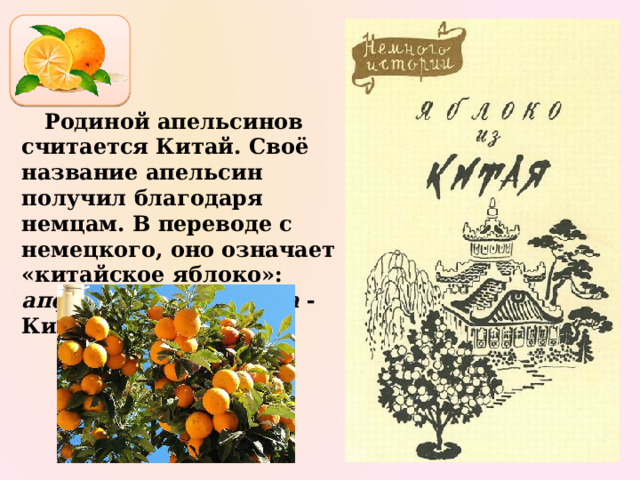  Родиной апельсинов считается Китай. Своё название апельсин получил благодаря немцам. В переводе с немецкого, оно означает «китайское яблоко»: апфель - яблоко, сина - Китай. 