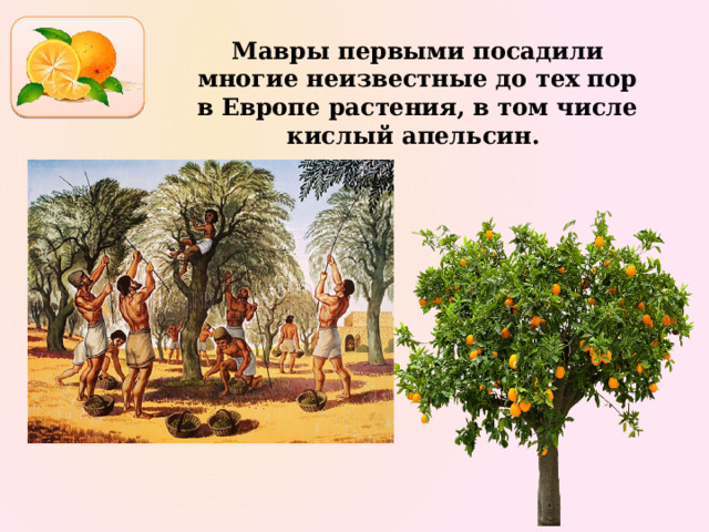 Мавры первыми посадили многие неизвестные до тех пор в Европе растения, в том числе кислый апельсин. 