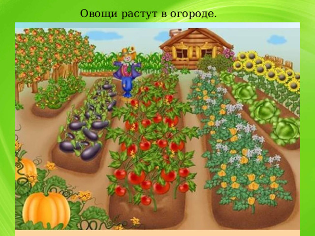 Овощи растут в огороде. 