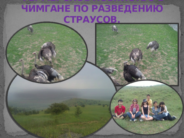 ФЕРМЕРСКОЕ ХОЗЯЙСТВО В ЧИМГАНЕ ПО РАЗВЕДЕНИЮ СТРАУСОВ. 