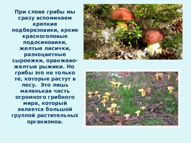 При слове грибы мы сразу вспоминаем крепкие подберезовики, яркие красноголовые подосиновики, желтые лисички, разноцветные сыроежки, оранжево-желтые рыжики. Но грибы это не только те, которые растут в лесу. Это лишь маленькая часть огромного грибного мира, который является большой группой растительных организмов.   